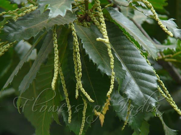 Sweet Chestnut